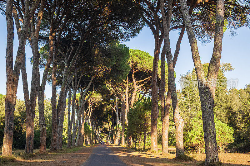 米格里诺自然公园的Viale del Gombo, San rossoore, Massaciuccoli(托斯卡纳，意大利)